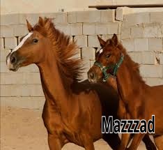 مهره عربيه شعبيه شيخه